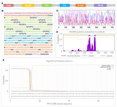 A comprehensive approach to developing a multi-epitope vaccine against Mycobacterium tuberculosis: from in silico design to in vitro immunization evaluation